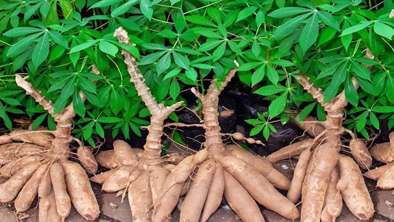 Le Vietnam, l un des deux premiers fournisseurs de manioc sur le marché sud-coréen