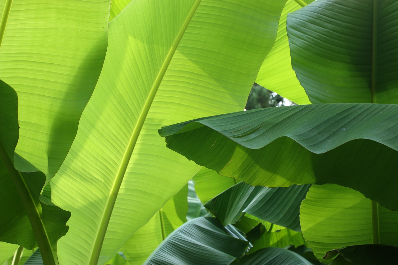 Les exportations nationales des feuilles de manioc, de patates douces  rapportent 6 millions d’USD