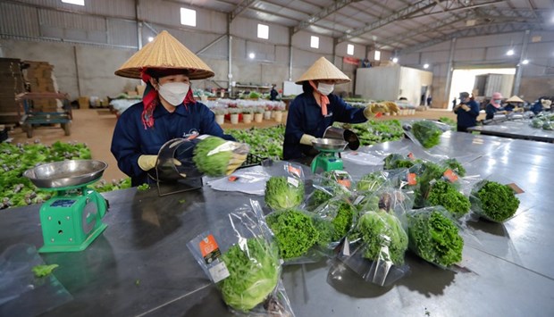 Des légumes de Da Lat exportés vers Singapour et la République de Corée