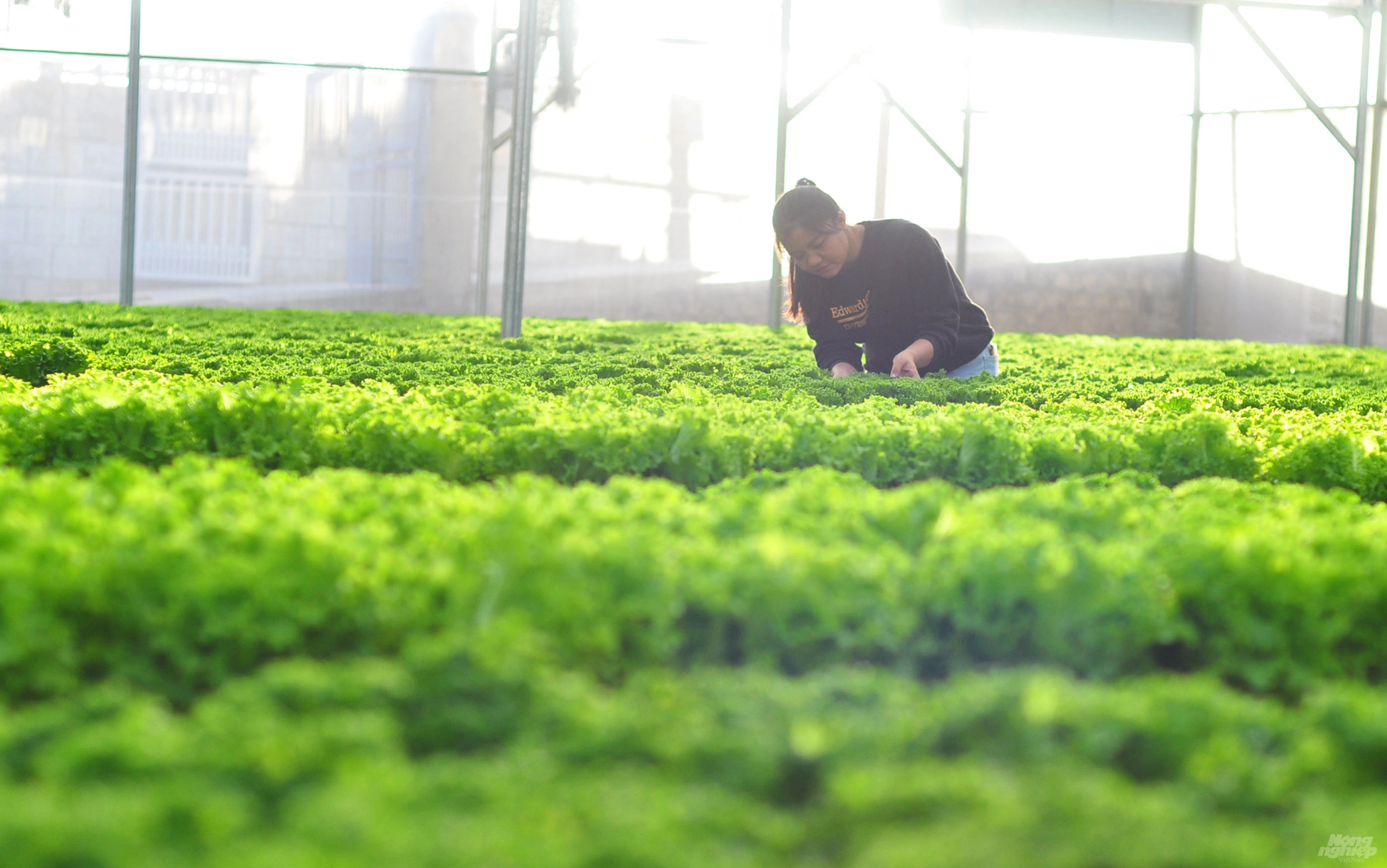 Des légumes de Da Lat exportés vers Singapour et la R de Corée