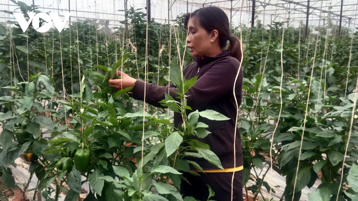 Les femmes ethniques créent une percée dans le développement de l’agriculture high-tech à Lâm Dông