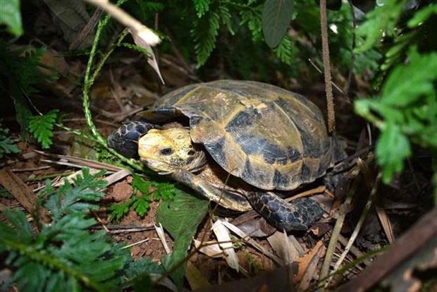 Thanh Hoa découverte de nombreuses tortues rares dans la Réserve naturelle de Pu Hu