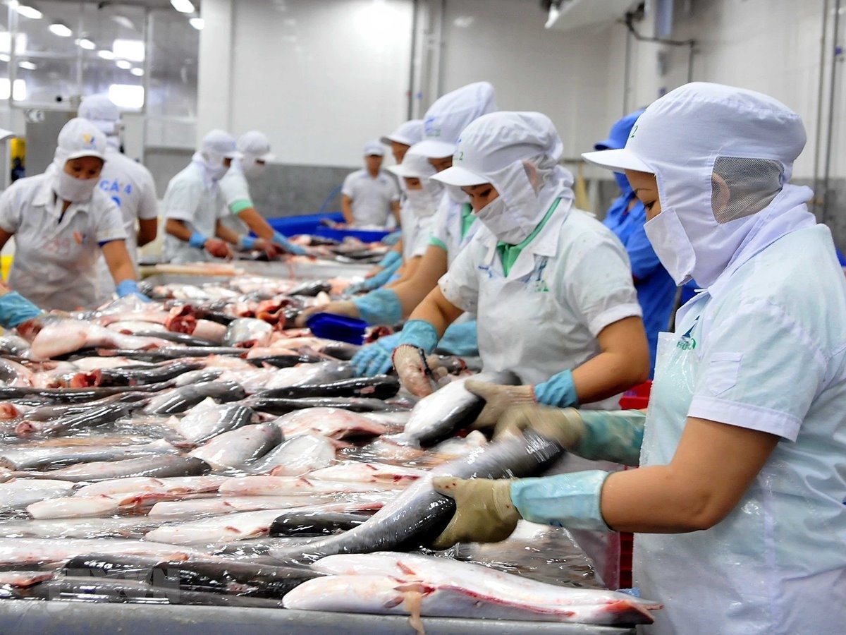 Les exportations nationales de pangasius rapportent 2 milliards d’USD