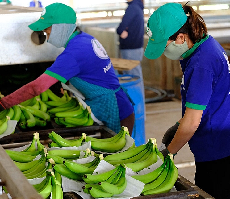 Bond des exportations de bananes fraîches au Japon