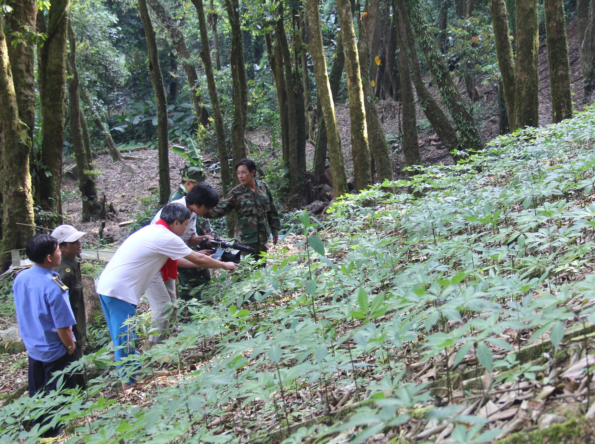 Le Vietnam ambitionne de devenir le premier producteur mondial de ginseng