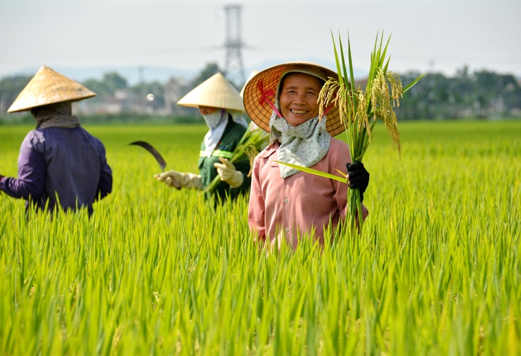 Le Vietnam assure sa sécurité alimentaire