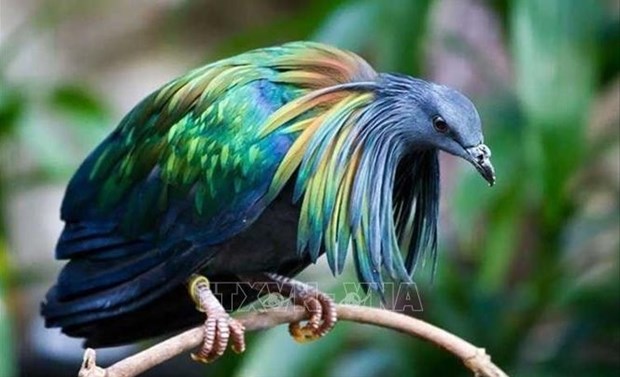 Des pigeons de Nicoba vus au Parc national de Con Dao