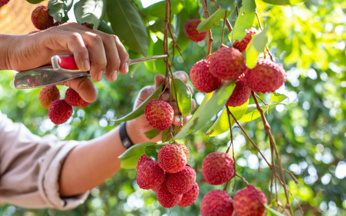 Le Vietnam cible plus de 5 milliards de dollars d’exportations de fruits en 2025