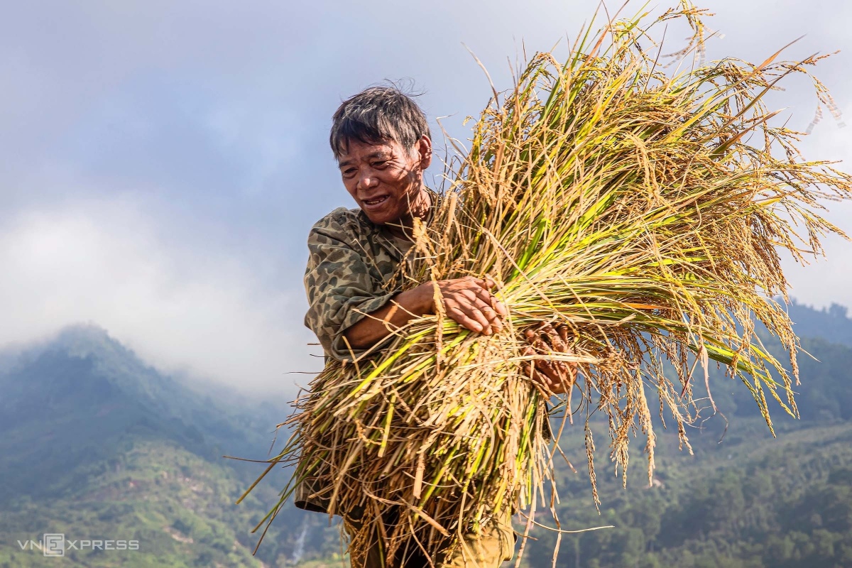 Saison du riz mûr dans le nord de Kon Tum