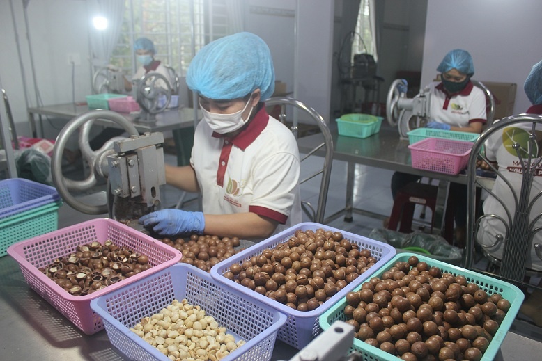 La province de Dak Lak exporte son premier lot de noix de macadamia vers le Japon