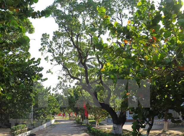 Ben Tre offre 15 000 plants pour verdir le district insulaire de Truong Sa