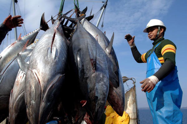 Les exportations nationales de thon vers le Japon poursuivent leur croissance