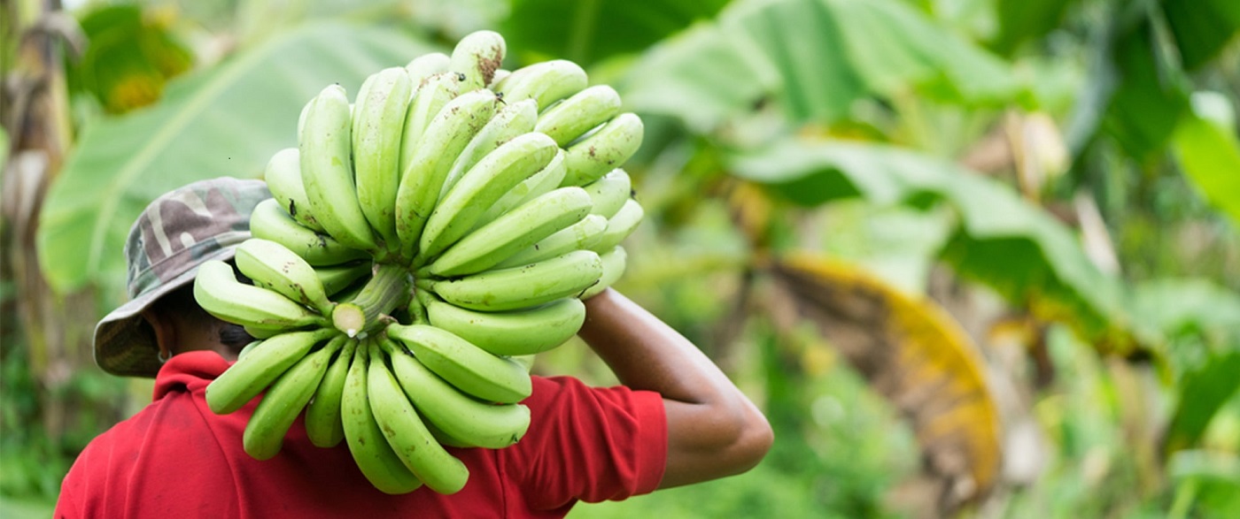 Le Vietnam, deuxième fournisseur de bananes sur le marché chinois