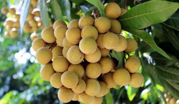 De nouveaux produits agricoles du Vietnam exportés vers la Chine, la Nouvelle-Zélande et le Japon