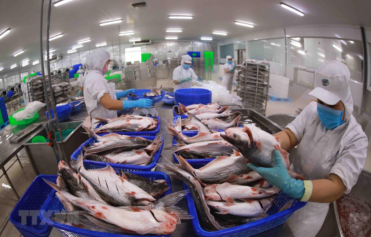 Pangasius la Chine demeure une destination très prometteuse pour les entreprises vietnamiennes