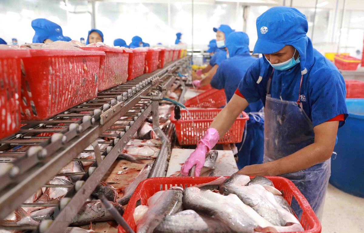 Les exportations de pangasius en 2022 devraient établir un record historique