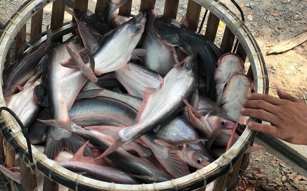 La Thaïlande importe de plus en plus de pangasius vietnamiens