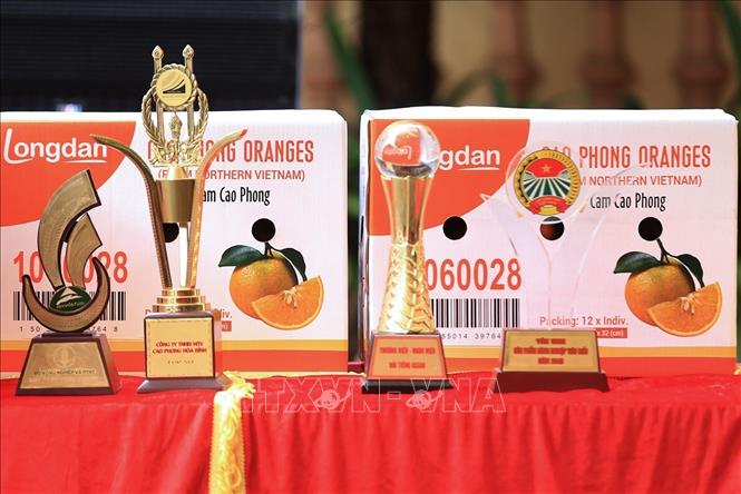 Premier lot d’oranges de Cao Phong exportés au Royaume-Uni