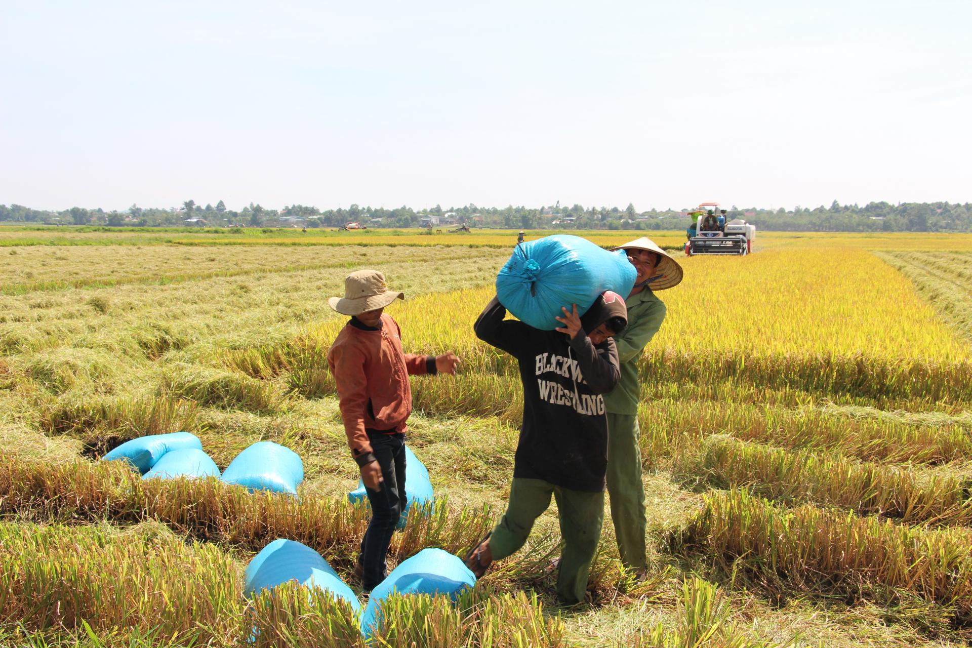 Les Philippines, premier marché à l export du riz vietnamien