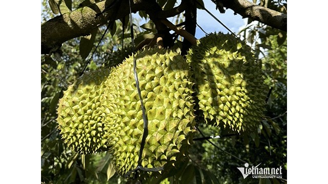 Le durian promet de rapporter des milliards de dollars