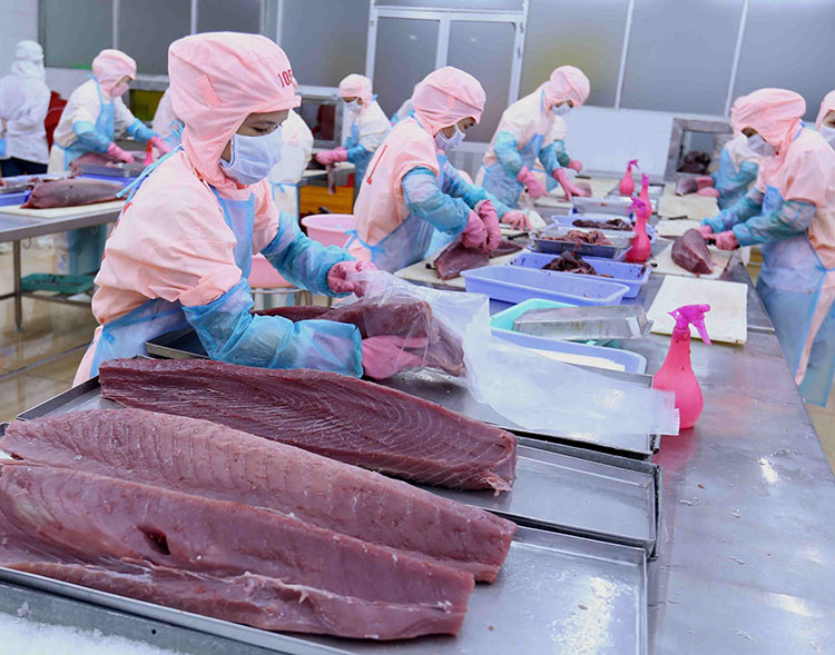 La filière thon du Vietnam termine l année 2022 avec succès