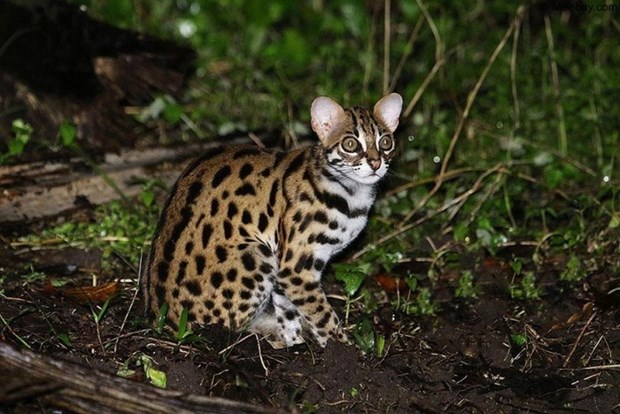 Quang Binh  recevoir un chat sauvage rare dans le Livre rouge du Vietnam
