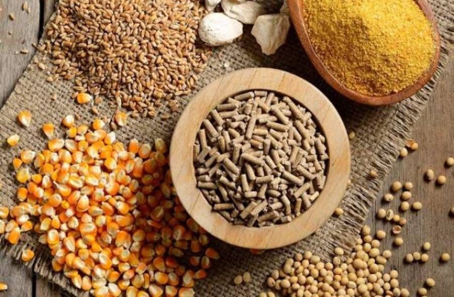 Alimentation animale les exportations atteignent 1,13 milliard de dollars en 2022