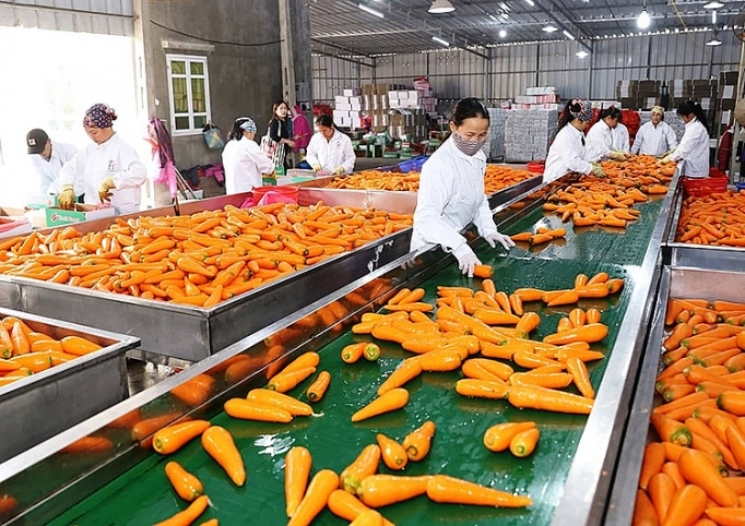 Fruits Bon signe pour les exportations au cours des premiers mois de 2023
