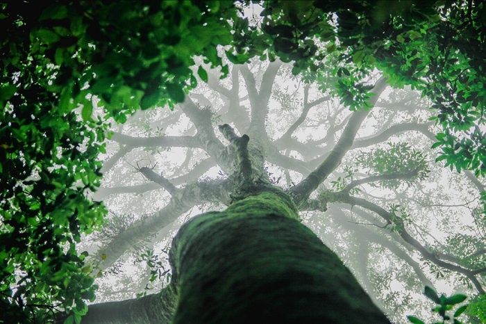 Le potentiel du commerce du carbone forestier au Vietnam