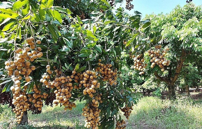 Le longane vietnamien se vend comme des petits pains au Japon