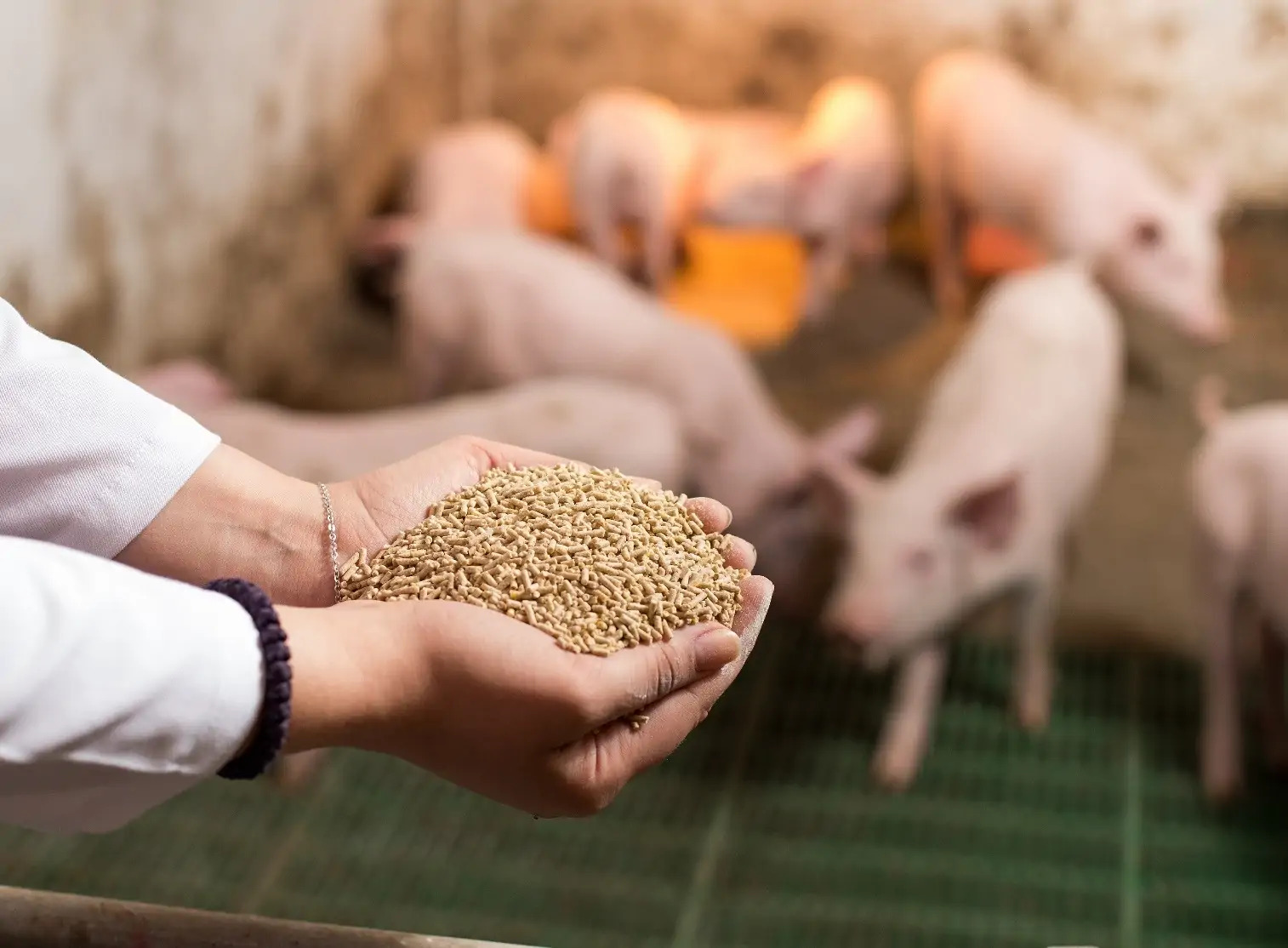 Aliments pour animaux le Vietnam, 8e producteur mondial