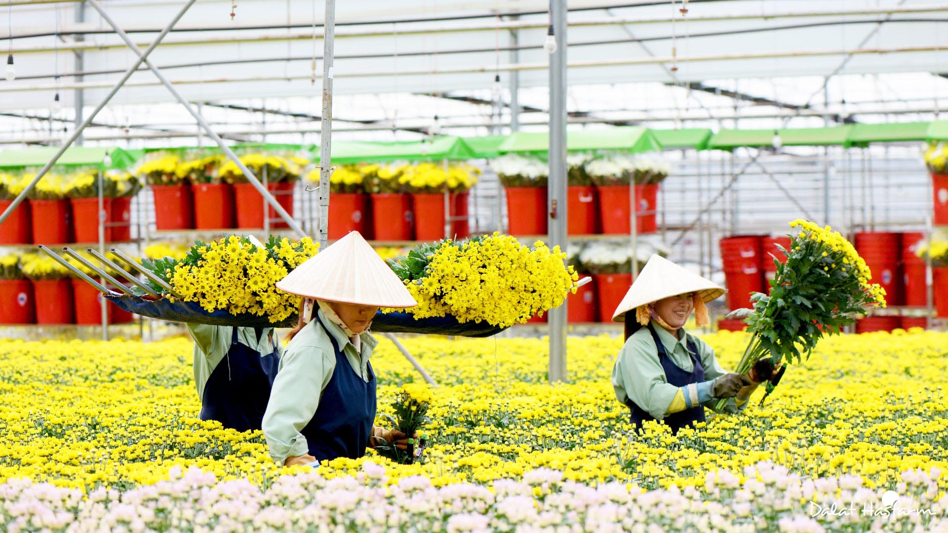Plus de 55 millions de dollars d exportation de chrysanthèmes
