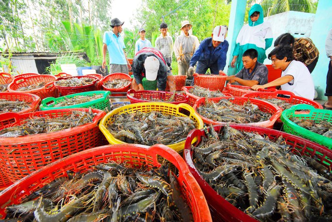 Quels marchés sont prometteurs pour les exportations nationales de crevettes