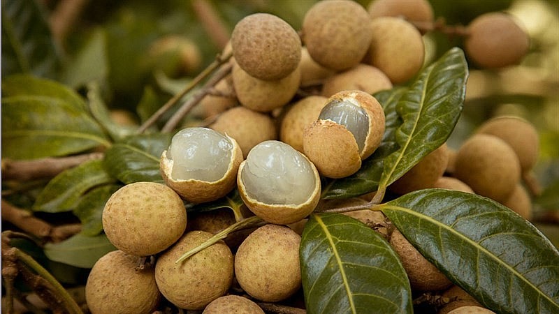 Les exportations de fruits et légumes devraient atteindre 4 mds de dollars en 2023