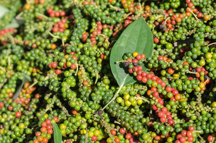Les exportations de poivre retrouvent des couleurs