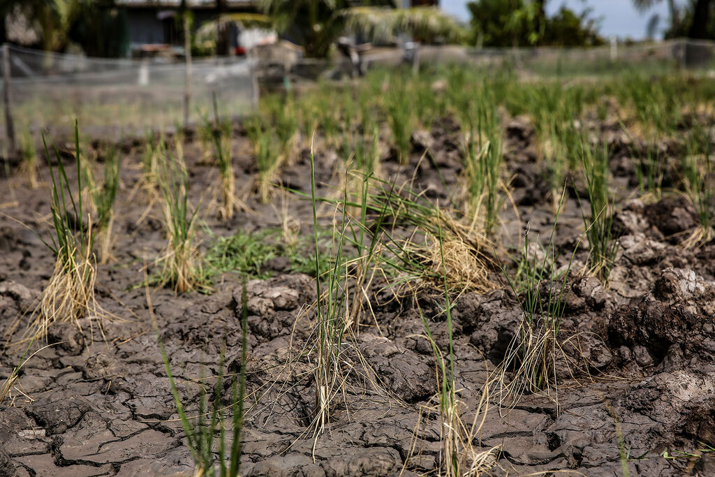 L’intrusion saline s’accentuera en mars dans le delta du Mékong