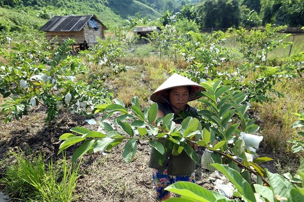 L expérience vietnamienne en réduction de la pauvreté au débat au Canada