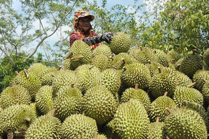 163 zones de plantation du durian supplémentaires reçoivent des codes de la Chine