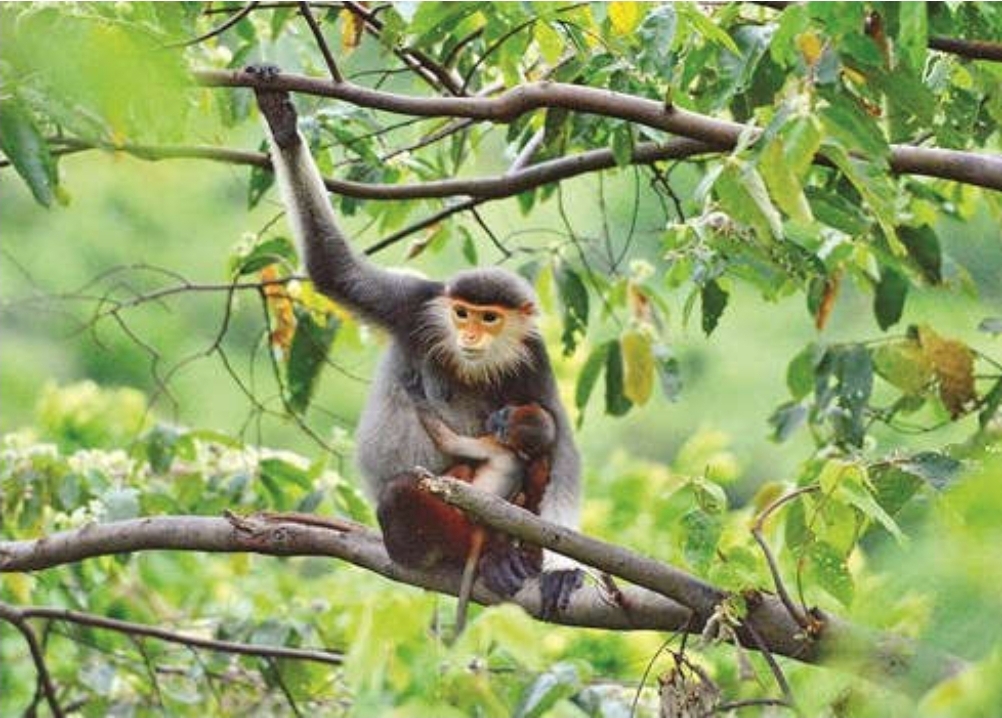 Le Vietnam renforce ses efforts dans la protection des animaux sauvages