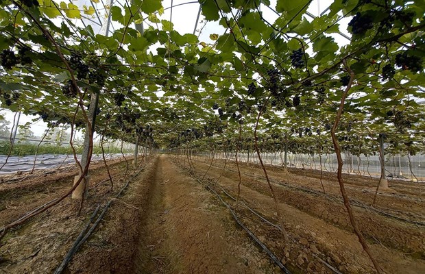 Bac Ninh cherche à améliorer l’agriculture avec des technologies de pointe
