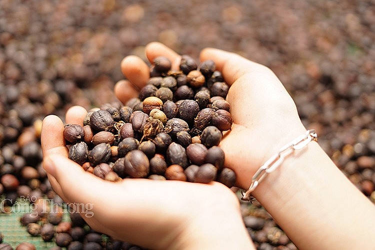 Le Vietnam, premier fournisseur de café en Espagne