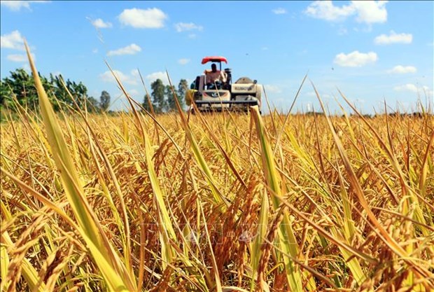 Séminaire sur le projet d un million d hectares de riz de haute qualité dans le delta du Mékong