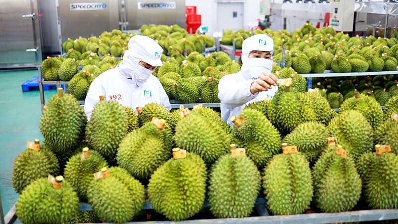 Forte augmentation des exportations des fruits et légumes