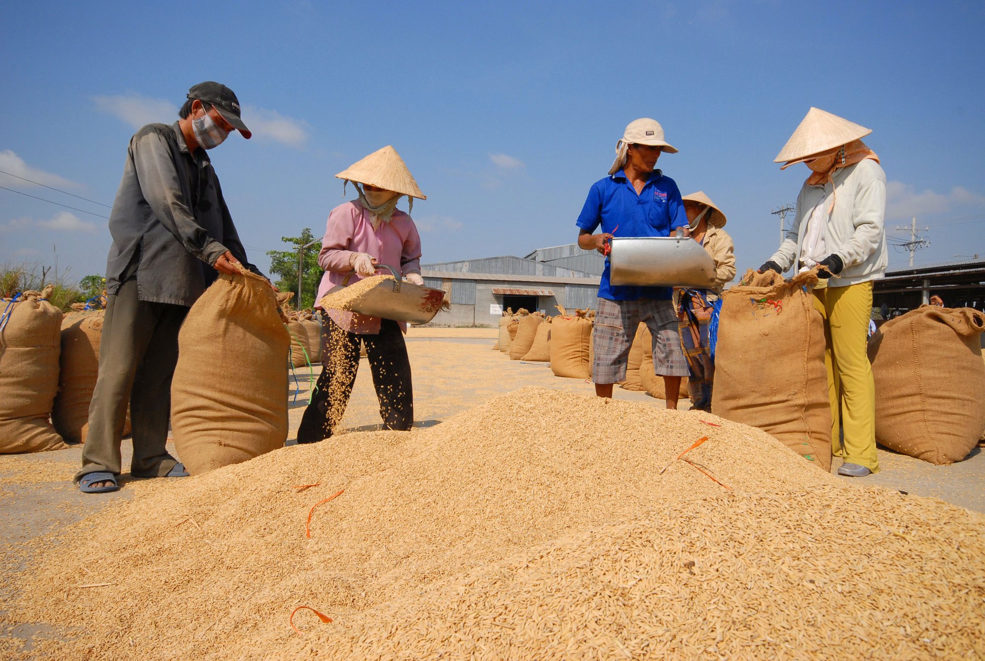 Le prix du riz vietnamien exporté est le plus élevé au monde