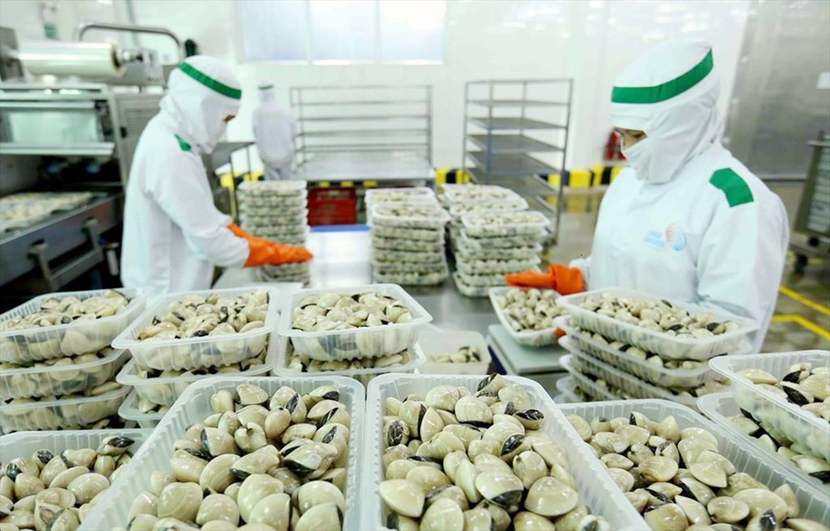 La filière vietnamienne de la palourde s’affirme dans le monde