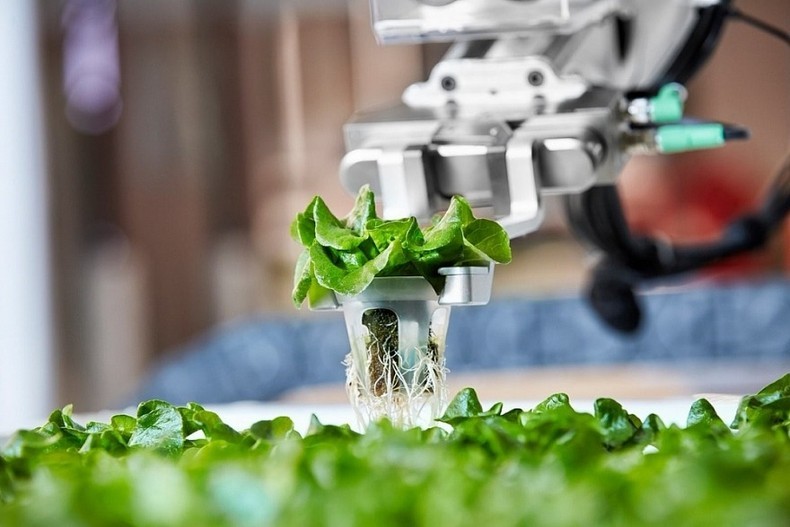 Comment l IA pourrait-elle révolutionner l agriculture vietnamienne
