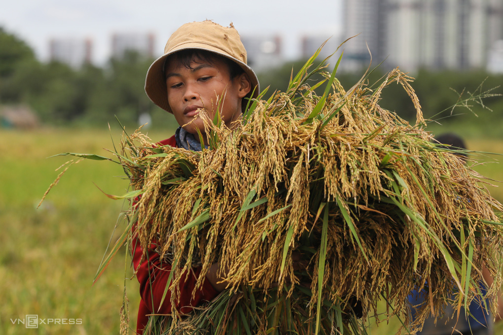La valeur des exportations de riz vietnamien en forte augmentation