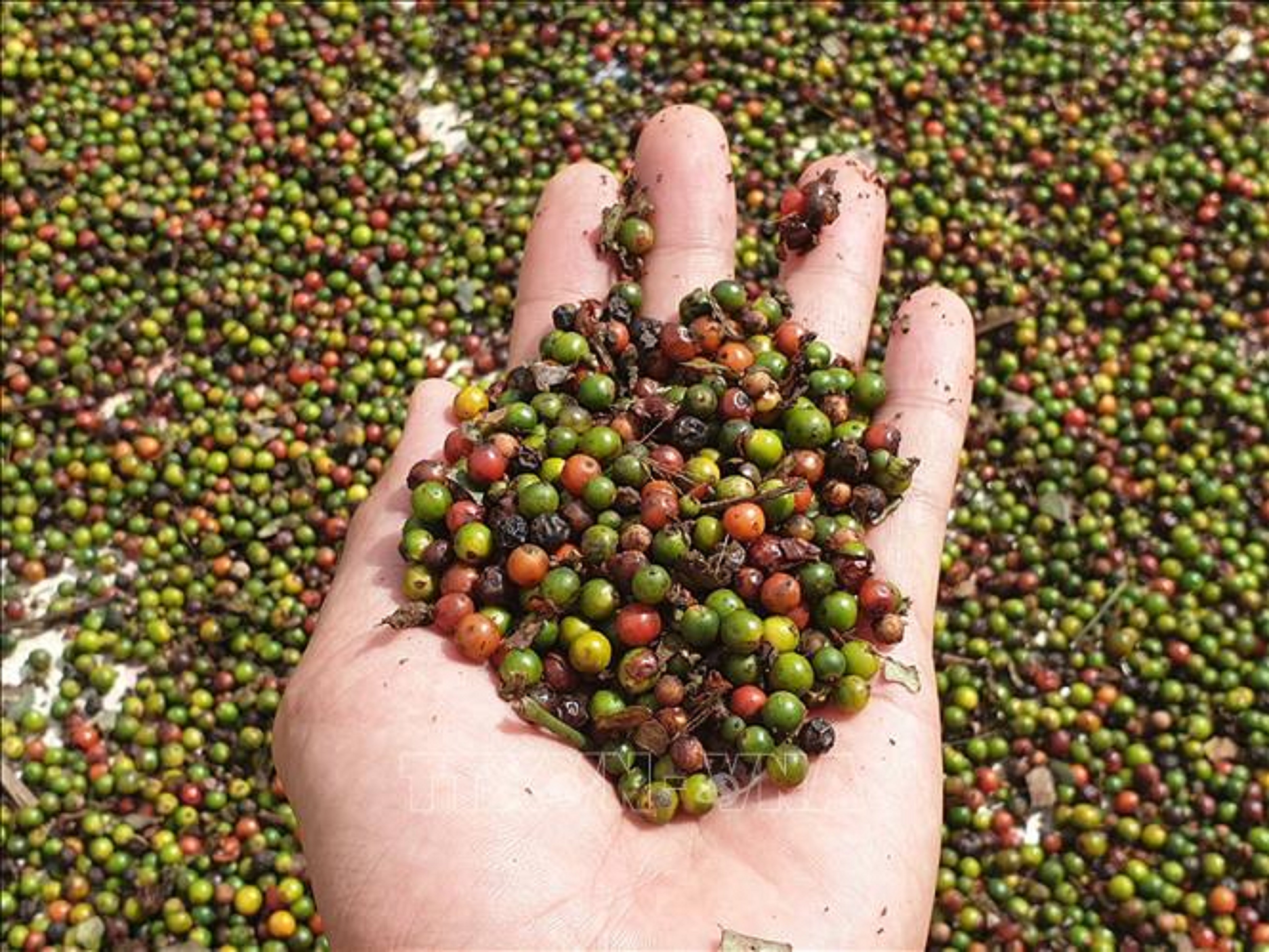 Les exportations de poivre vers la Chine établissent un nouveau record