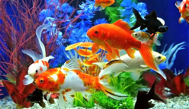 HCM-V L exportation de poissons d ornement rapporte plus de 4 millions d’USD