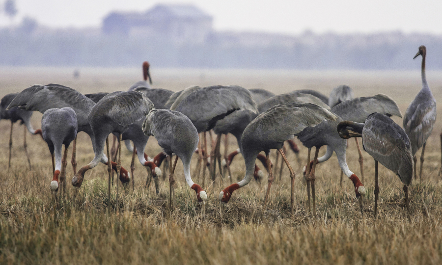 Dông Thap s’engage pour la protection des grues à tête rouge